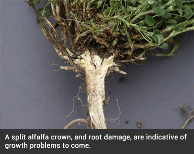 WINTER SURVIVAL EVALUATION POINTS FOR ALFALFA STANDS